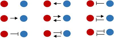 Limited Pairwise Synergistic and Antagonistic Interactions Impart Stability to Microbial Communities